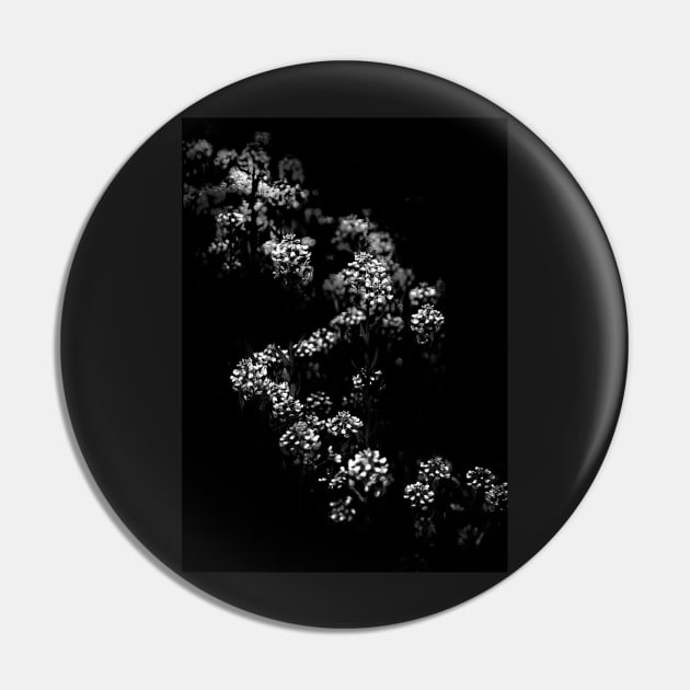 Backyard Flowers In Black And White 33 Pin by learningcurveca
