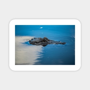 Swimming Alligator Magnet