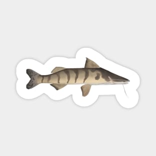 Zebra Catfish Magnet