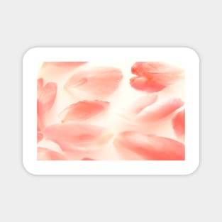 Peony ,petals , flowers, flora, peony Magnet