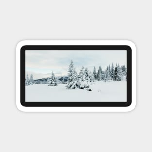 Snow-Covered Fir Trees in Frozen Winter Landscape in Scandinavia Magnet