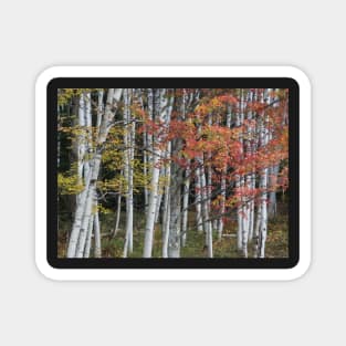 tall trees Magnet