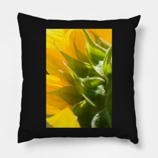 Behind the Yellow Sunflower Pillow