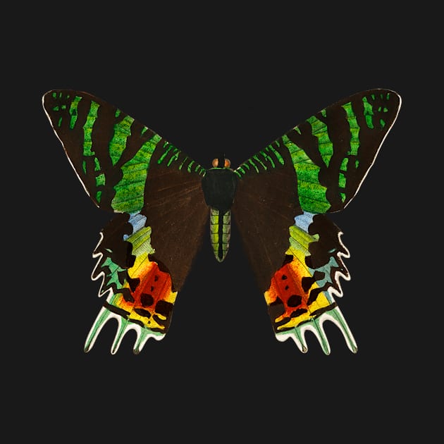 Urania Riphaeus, Madagascan Sunset Moth by gdimido