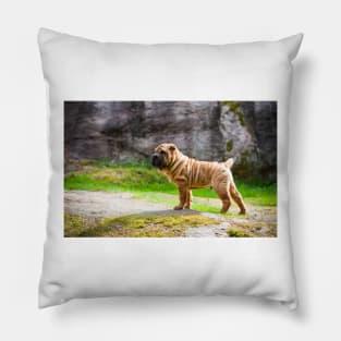 Shar Pei Puppy Pillow