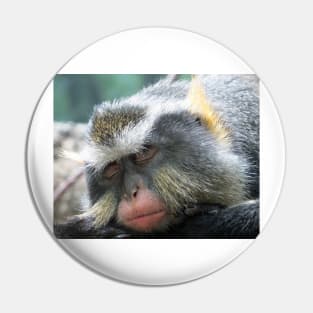 Macaque,Sleeping,Old World Monkeys Pin