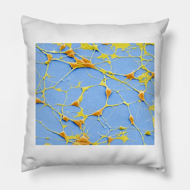 Pluripotent derived neurones, SEM, (C055/8975) Pillow by SciencePhoto