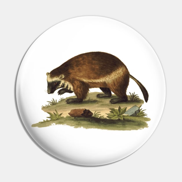 Vintage Illustration of the Honey Badger Pin by Naves