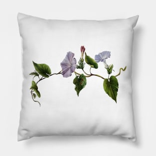 Koali awahia Ipomoea Indica Botanical Vector Art Pillow