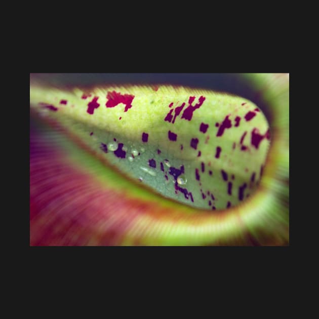 Colorful carnivorous plant by chiaravisuals