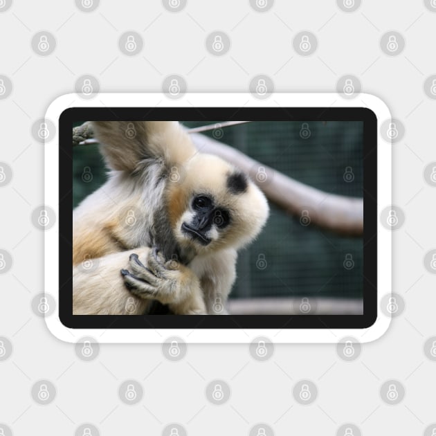 White-Cheeked Gibbon Magnet by LeanneAllen