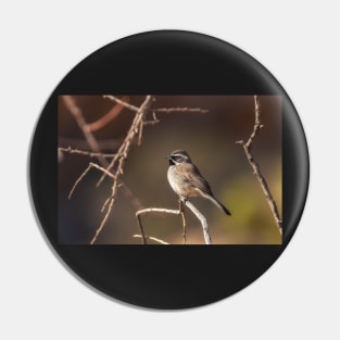 Black-throated Sparrow Pin