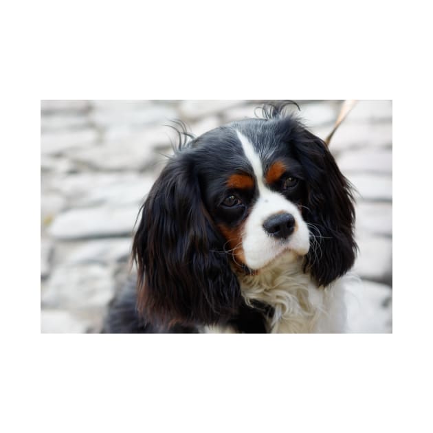 cavalier king charles spaniel black and white second by Wanderingangel