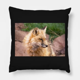 Young fox. Pillow