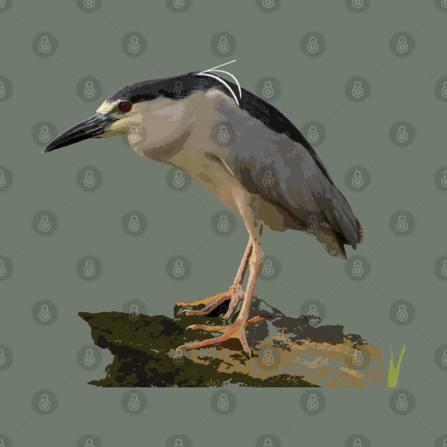 ‘Auku’u or black-crowned night heron by NadJac