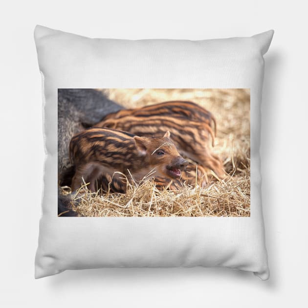 Wild Boar Piglets Pillow by Eunice1