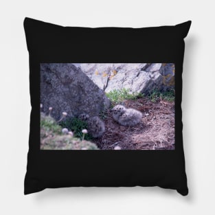 Seagull Chicks Pillow