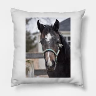 TB COLT Pillow