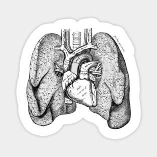 Human Lungs Magnet