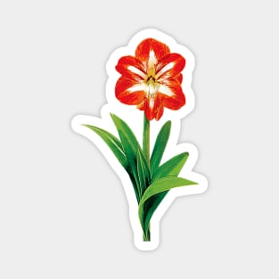 Orange and White Amaryllis Magnet