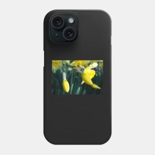 Daffodils Flower Buds unfurling Phone Case