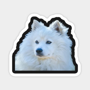 American Eskimo Dog picture Magnet