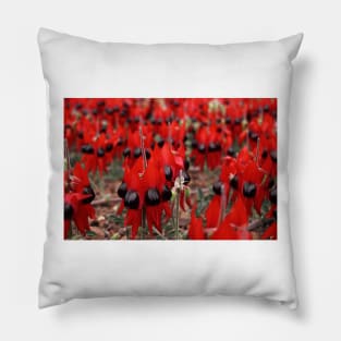 Sturt's Desert Pea Pillow