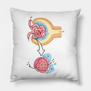 Bowman's capsule Nephron Kidney Glomerulus Pillow