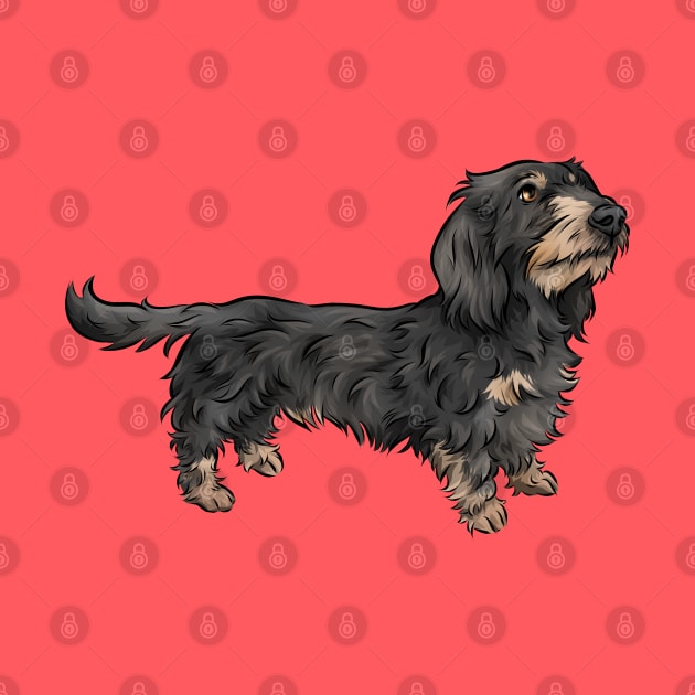 Wirehaired Dachshund | Black and Tan | Cute Dog Art by Shirin Illustration