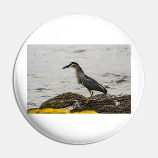 Black-crowned night heron of hawaii 2 Pin