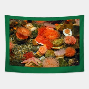 Tidal Pool Tapestry