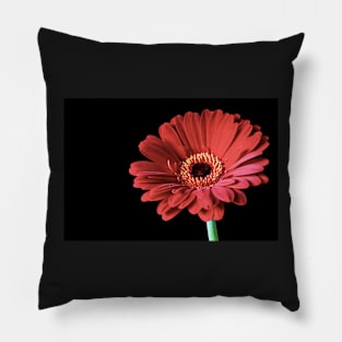 Single Red Gerbera flower Pillow