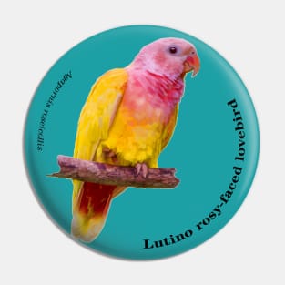 Lutino rosy-faced lovebird pin black text Pin