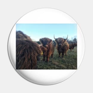 Scottish Highland Cattle Calves 1851 Pin