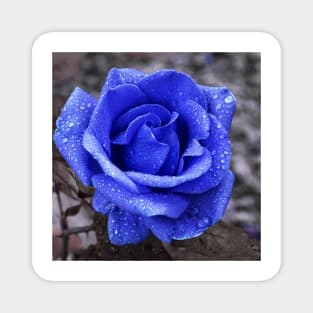 Blue rose Magnet