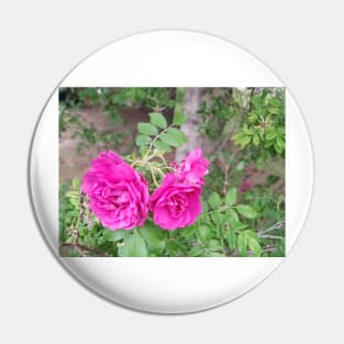 A trio of roses Pin