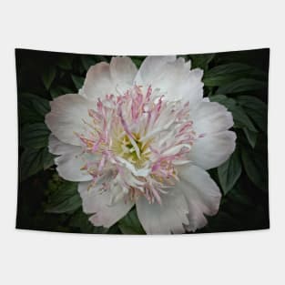 Peony Flower in bloom Tapestry