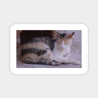 Abbey Cat Magnet