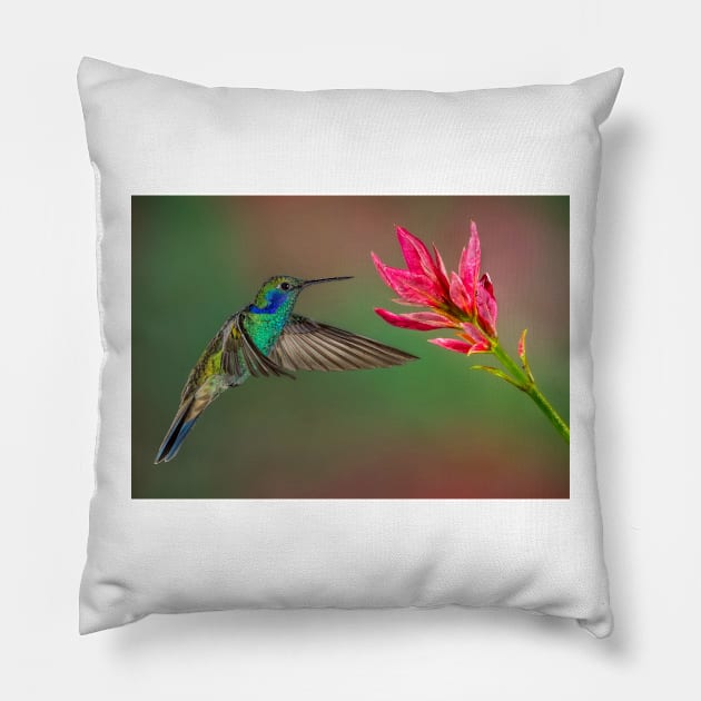 Green Violetear Hummingbird Pillow by jforno