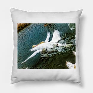 Fighting Swans Pillow