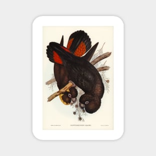 Glossy Black Cockatoo. Elizabeth Gould Magnet
