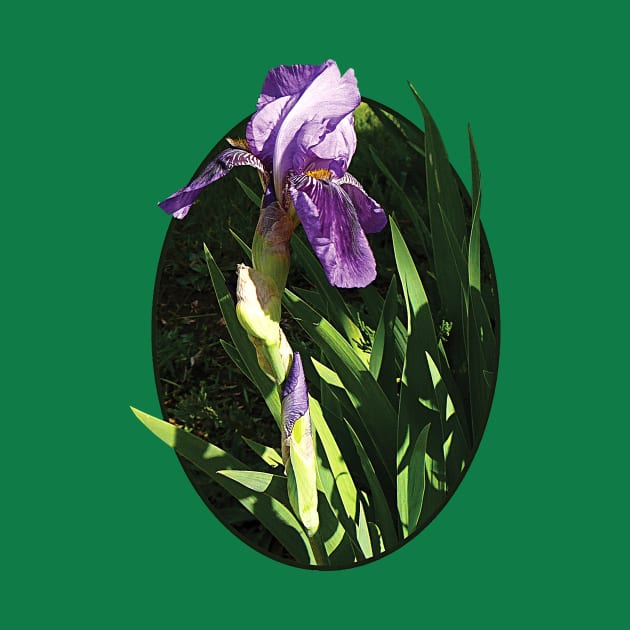 Irises - Purple Iris in Sunshine by SusanSavad