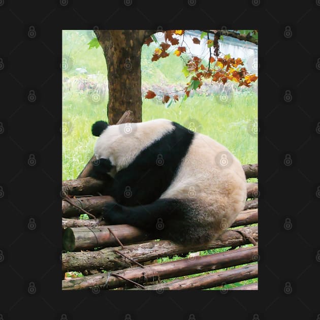 Sleeping Panda by DPattonPD