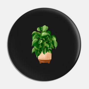 Philodendron hederaceum - Heartleaf Philodendron, Potted Plant Illustration Pin