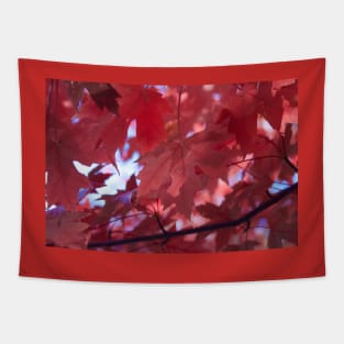 The Beauty of Fall Tapestry