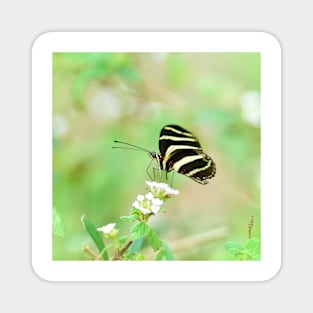 Zebra Longwing Butterfly Profile Magnet