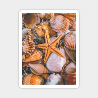 Nature Seashells Starfish Yoga Caribbean Beach Magnet