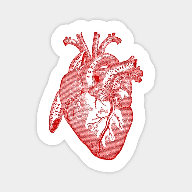 Vintage Medical Illustration of Human Heart Magnet by Pixelchicken