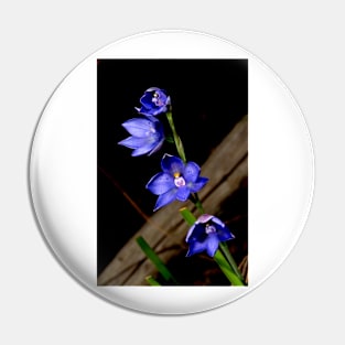 Sun Orchid Quartet Pin