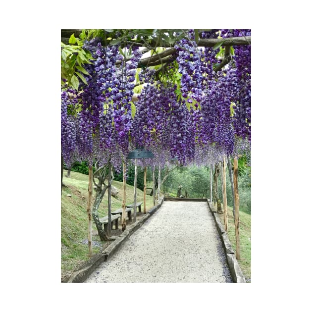 Purple Wisteria by ephotocard